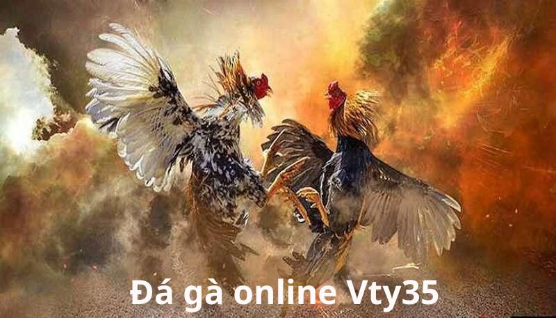 Đá gà online tại Vty35 hấp dẫn